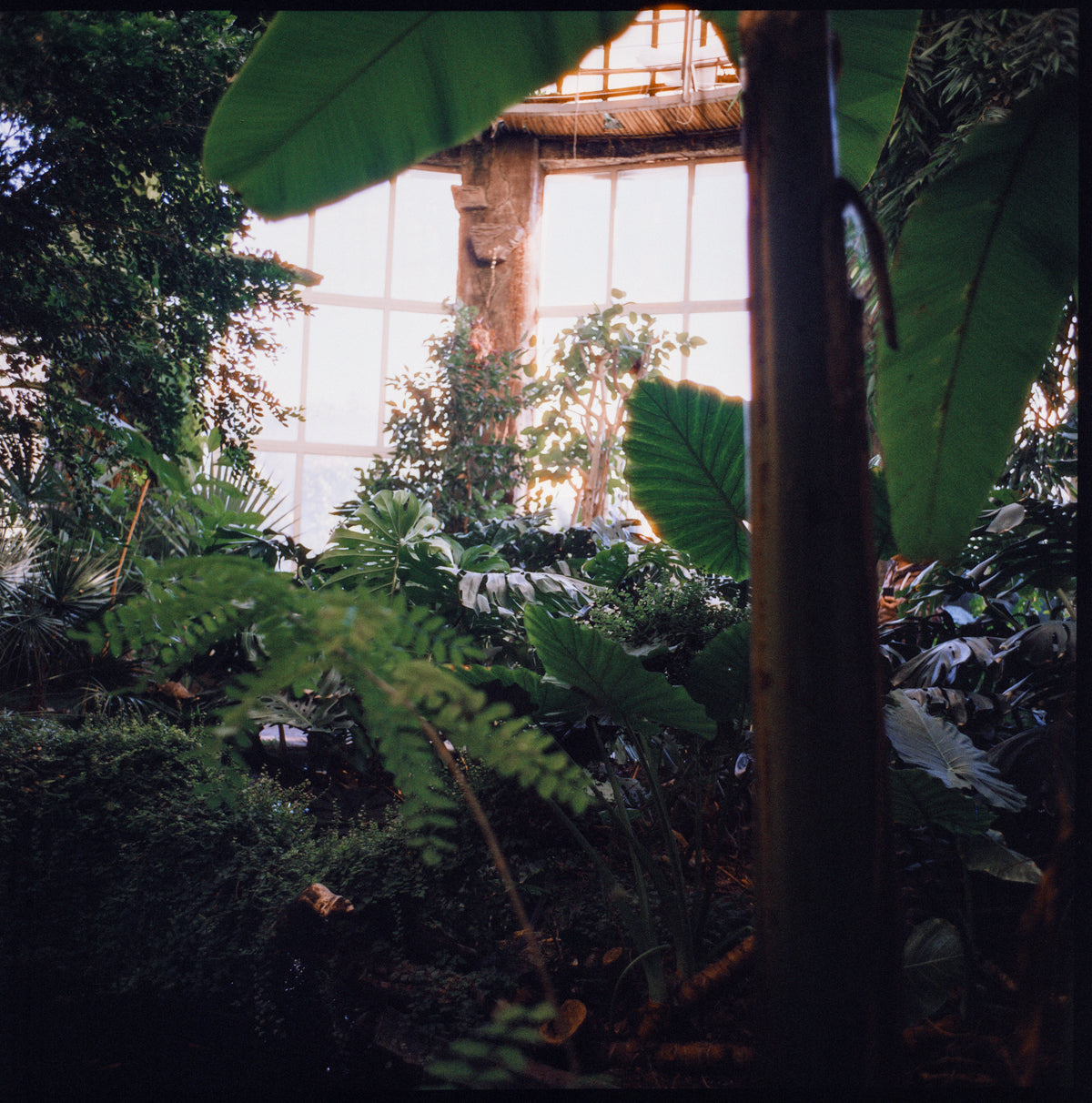 Harman Phoenix 200/120 film