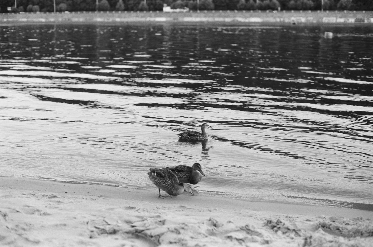 Kentmere 200/135 film