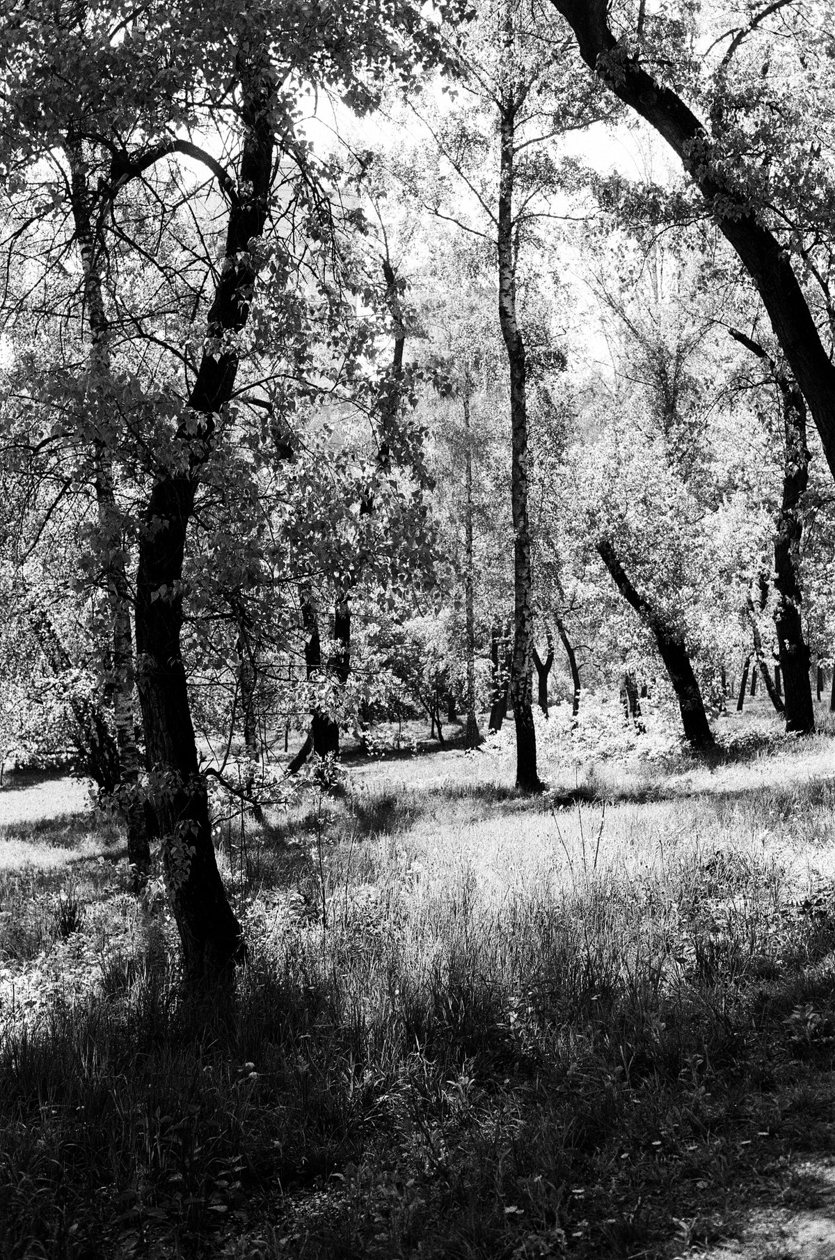 Kodak Eastman Double X 5222 film