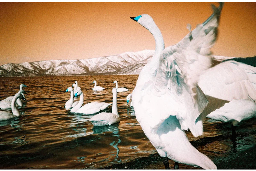 Тріо Lomography metropolis + purple + turquoise
