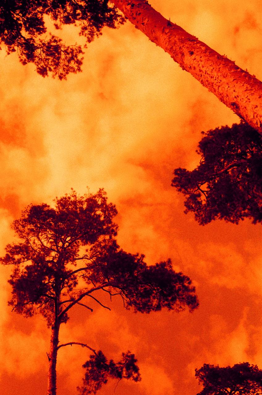 Плівка HARMAN RED 125\135