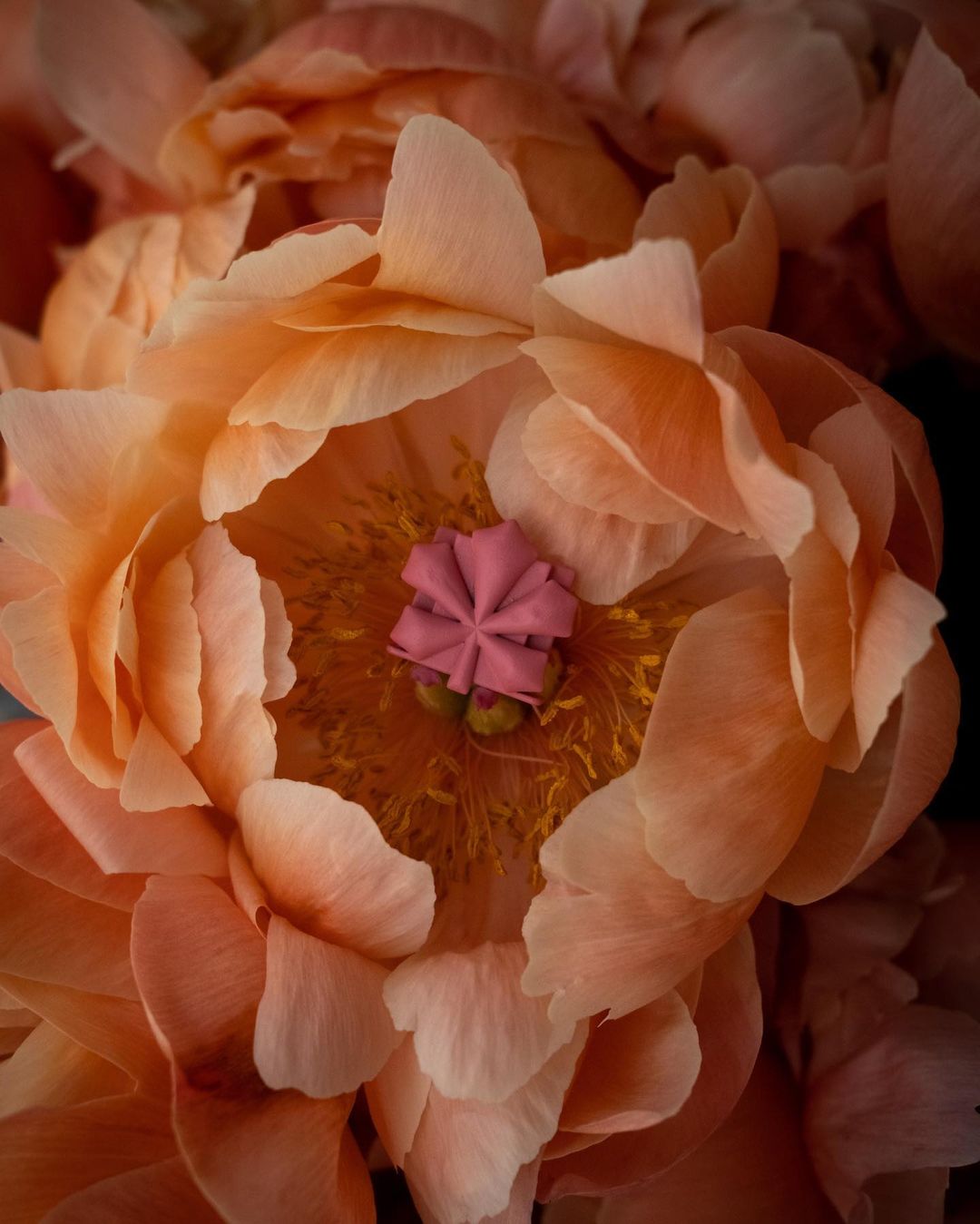 "Chestnut" plug for Native cameras, pink