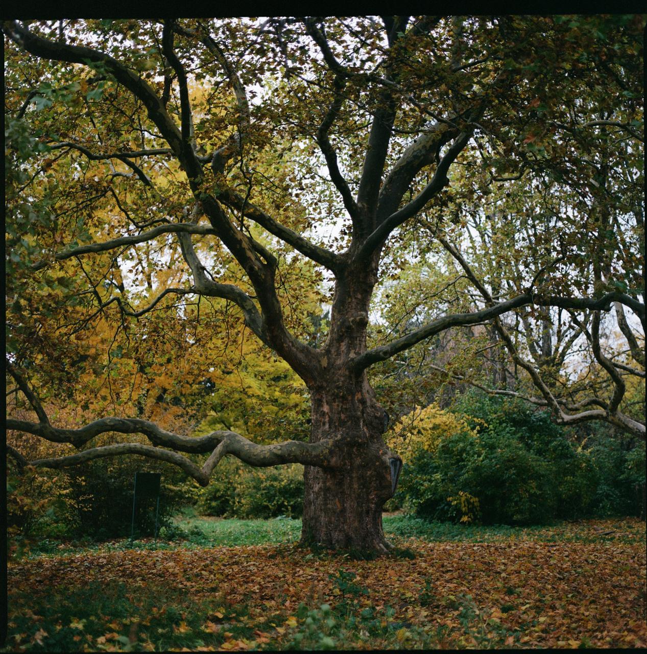 Плівка Kodak Ektacolor Pro 400/120