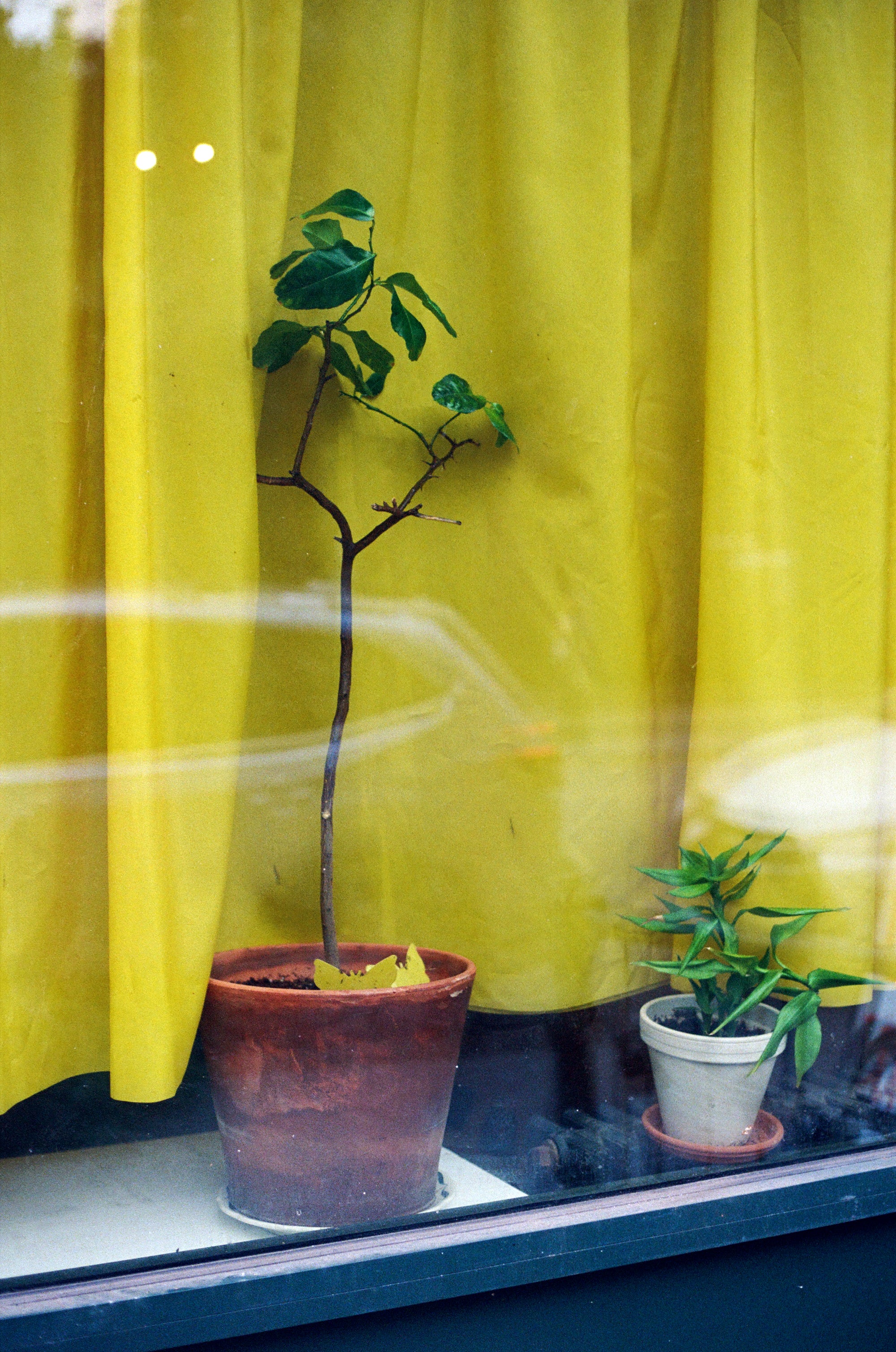 Плівка Kodak Ektacolor Pro 800/135