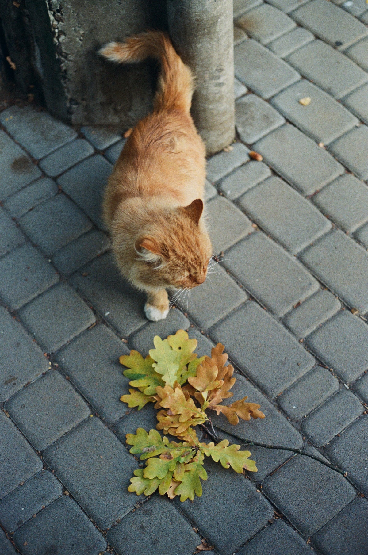 Lomography Color Negative 800/135 film (1 roll of 36 exposures)