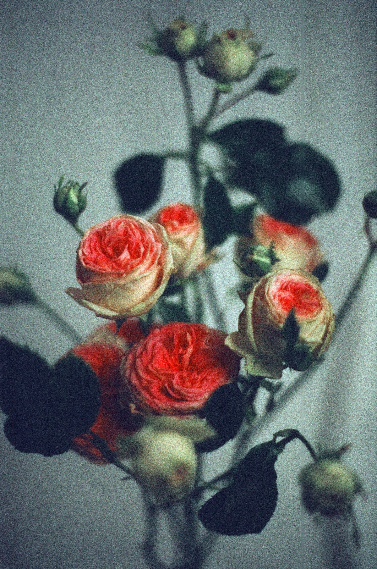 Harman Phoenix 200/135 film