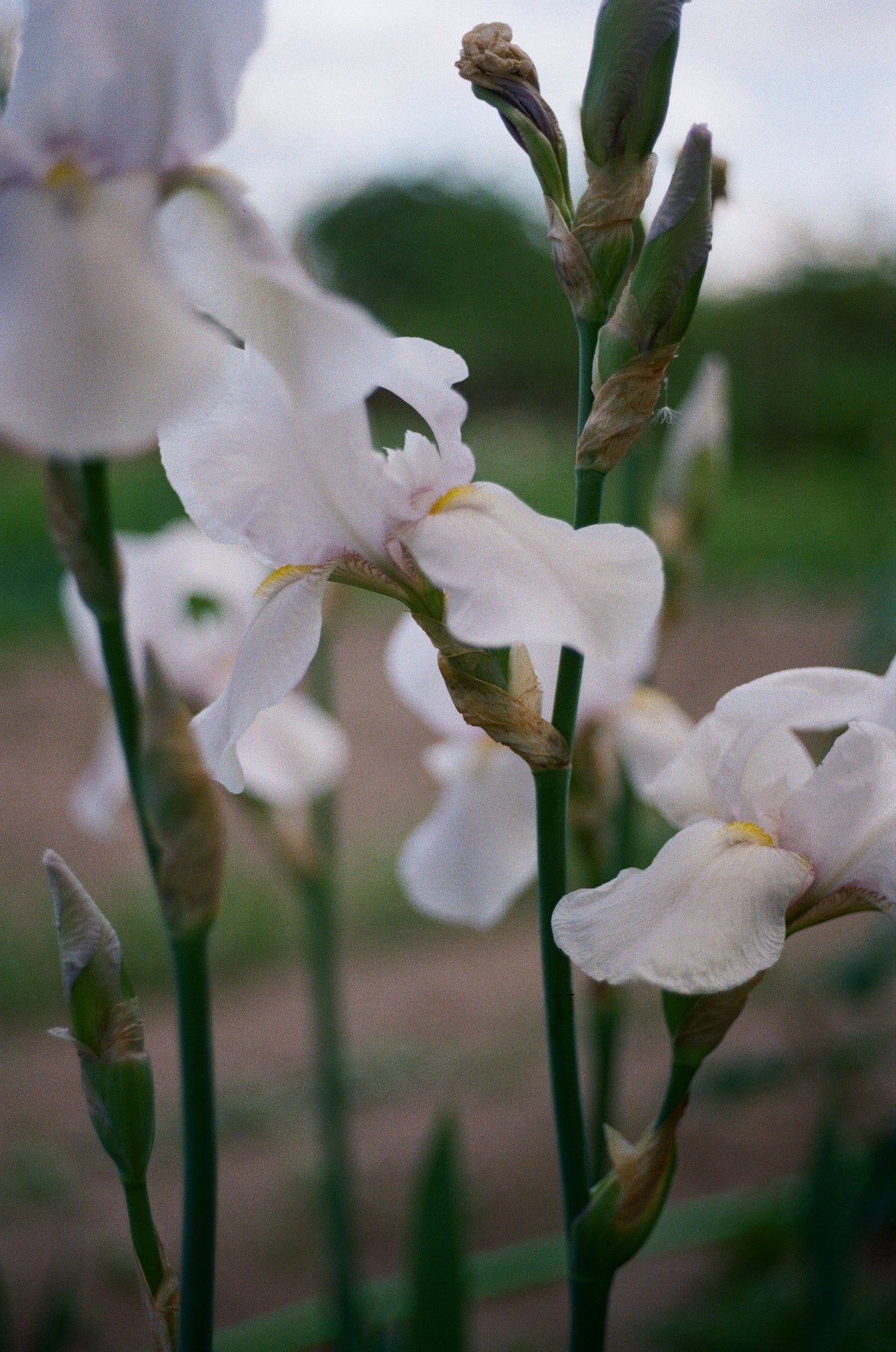 Fujifilm 200/135 Film