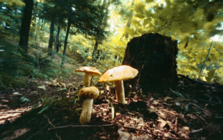 Fotik pinhole