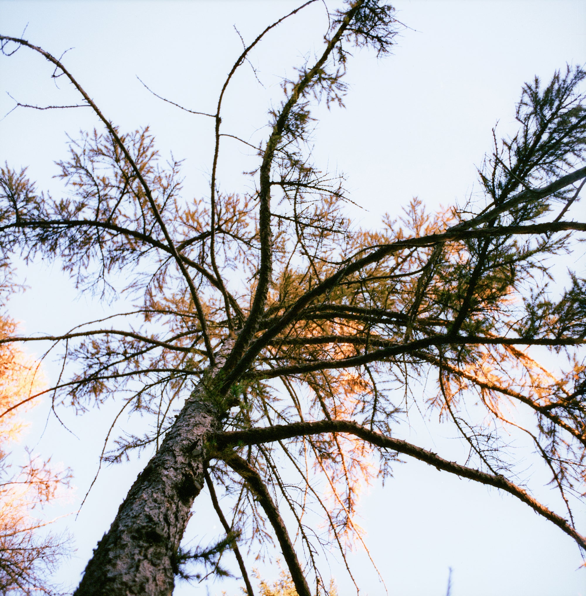 Плівка Harman Phoenix 200\120