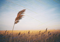 Revolog Rasp 200/35 Fotovramke 