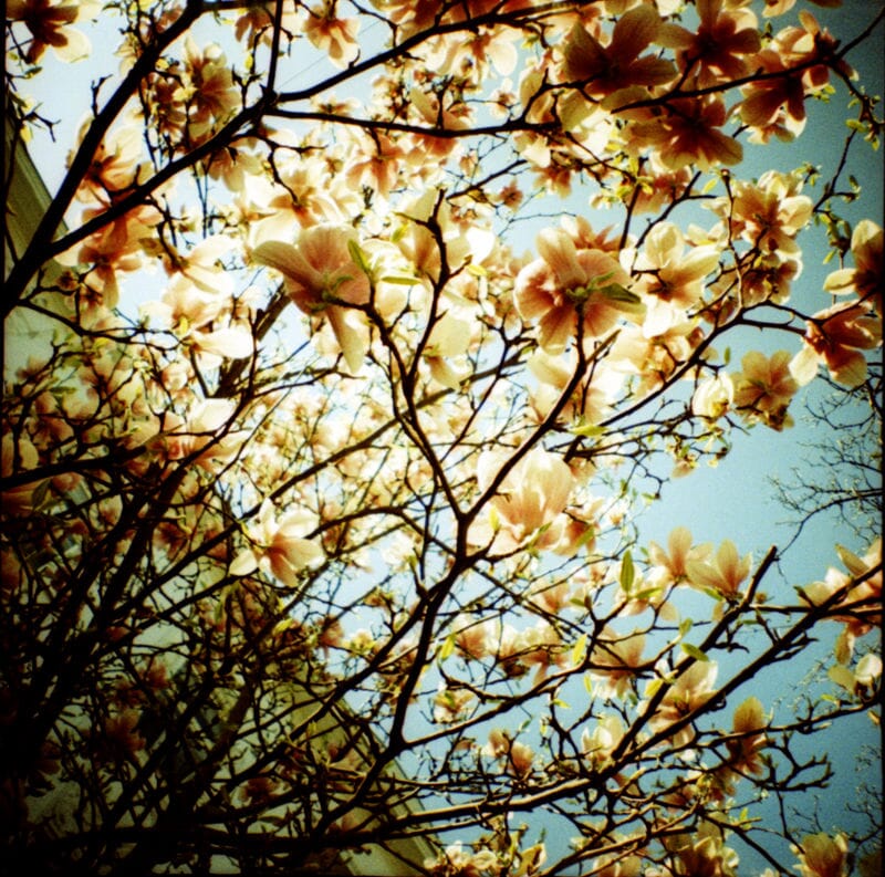 Diana Mini & Flash Premier Cru Fotovramke 