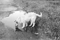 Fujifilm Neopan Acros 100/135 Fotovramke 