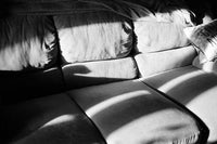 Fujifilm Neopan Acros 100/135 Fotovramke 