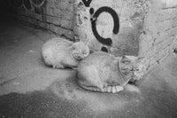 Плівка Ilford HP5 Plus 400/135 Fotovramke 