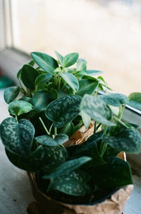 Плівка Kodak Ultramax 400/135, 24 кадра Fotovramke 