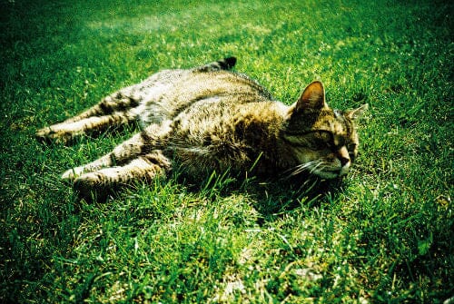 Lomography X-Pro Slide 200/135 (1 пленка на 36 кадров) Fotovramke 