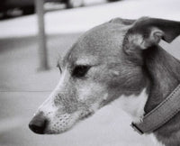 Lomography B&W 100/110 Fotovramke 