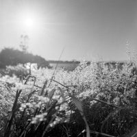 Плівка Bergger Pancro 400/120 Fotovramke 