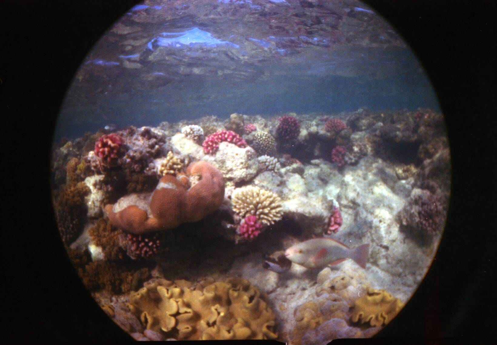 Бокс Fisheye для подводной съемки Fotovramke 