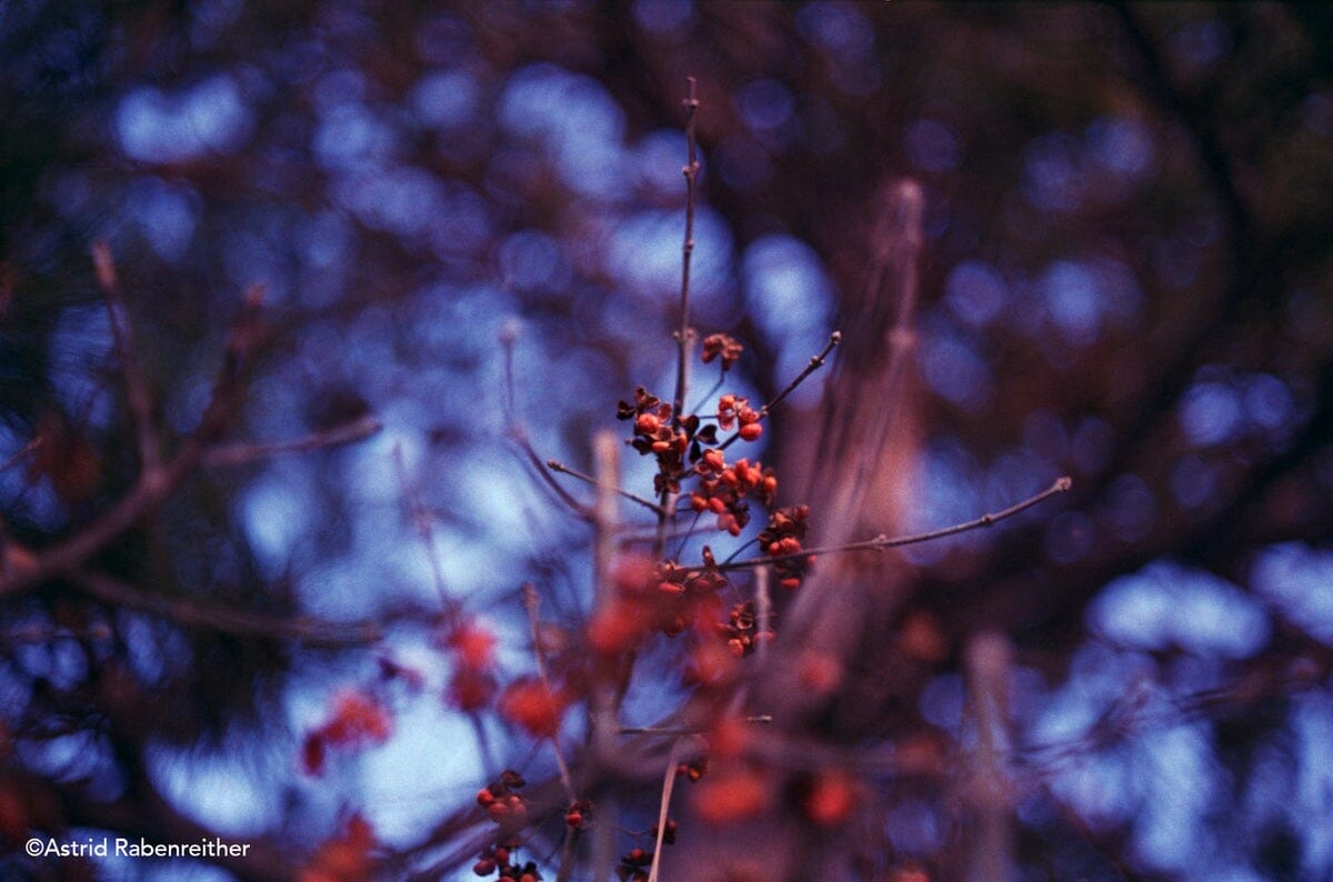 Revolog Dubblefilm Bubblegum 200/36 Fotovramke 