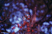 Revolog Dubblefilm Bubblegum 200/36 Fotovramke 