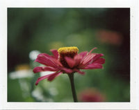 Fujifilm FP-100C (цветные) Fotovramke 