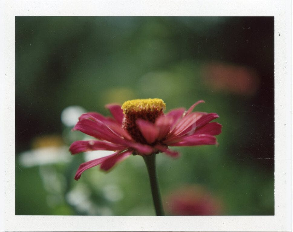 Fujifilm FP-100C (цветные) Fotovramke 
