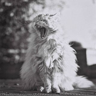 Плівка Kodak T-Max 400/120 Fotovramke 