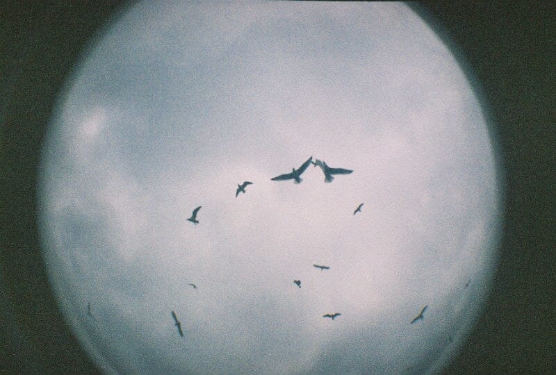 Fisheye 2 Shiawase Fotovramke 